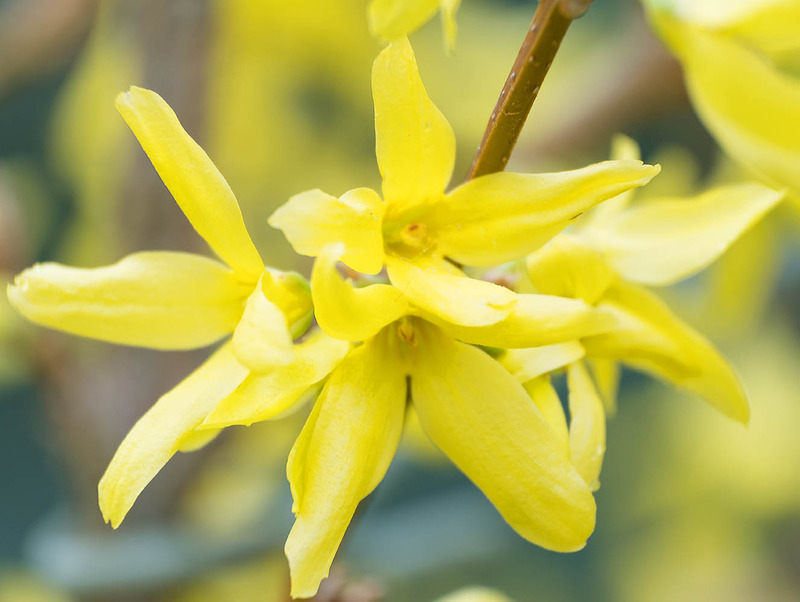 21st March Forsythia - MARCH