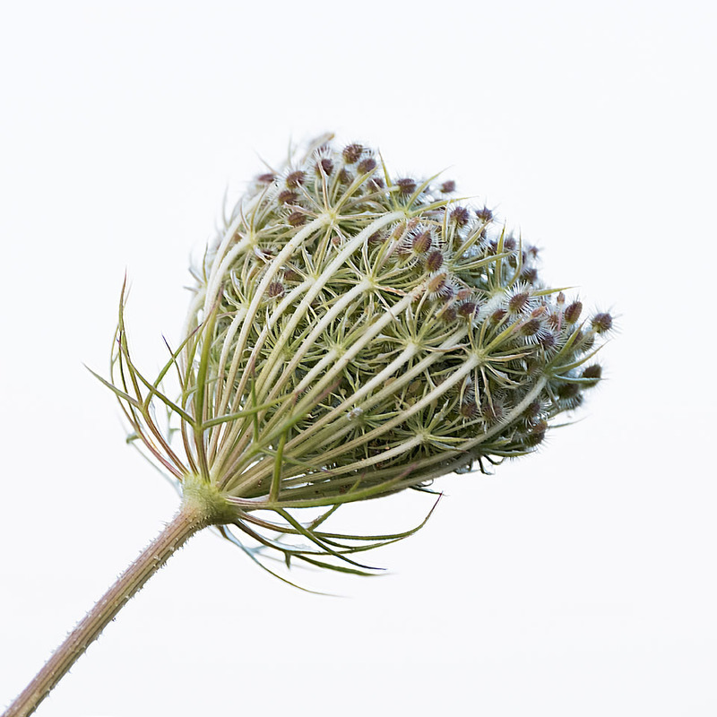 9th August Wild Carrot Seedhead - AUGUST