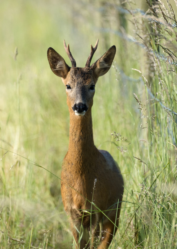 16th June Roe Buck - JUNE