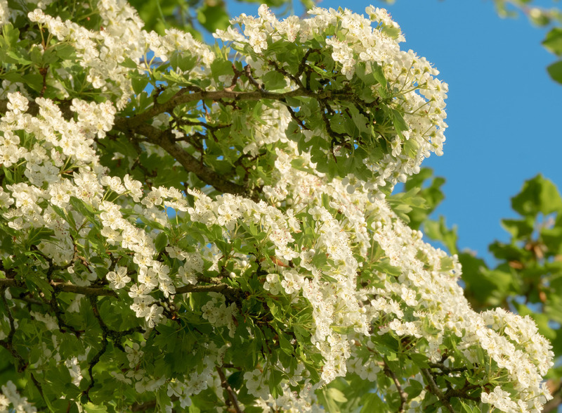 3rd May Hawthorn Blossom - MAY