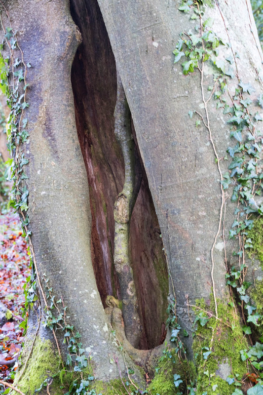 20th Dec Hollow Beech - DECEMBER