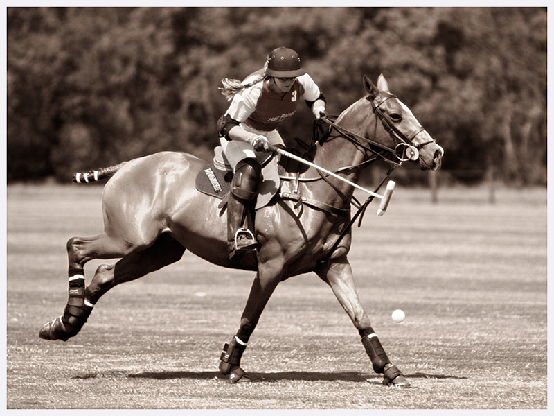 Polo Photography | Sussex Cheshire England | Rachael Edwards