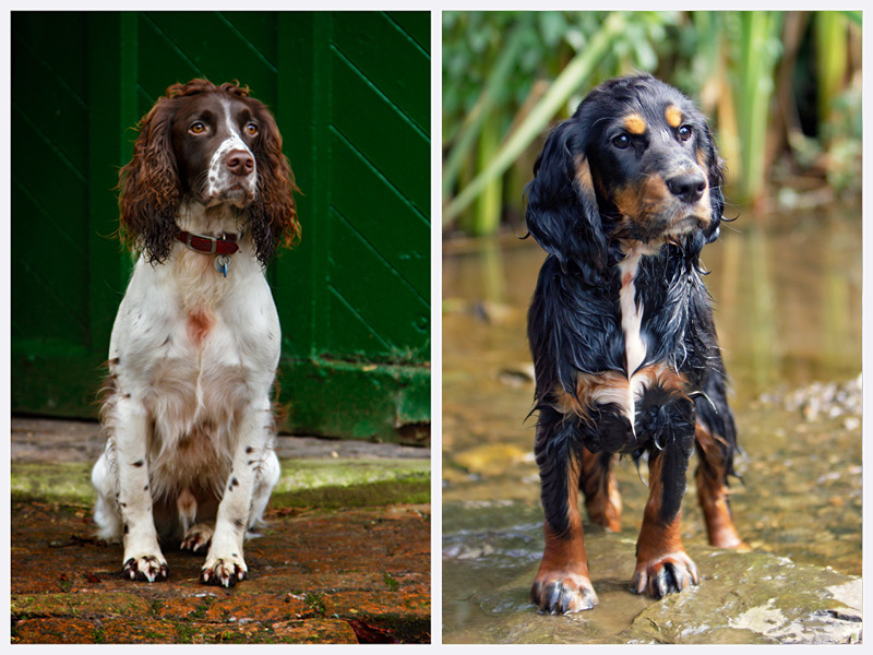 Dog Photography | East & West Sussex | rachaeledwardsphotography.co.uk