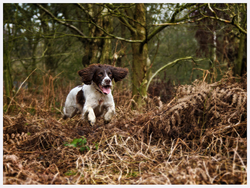 Springer Spaniel Photography | Dog Photographer | Lewes Sussex