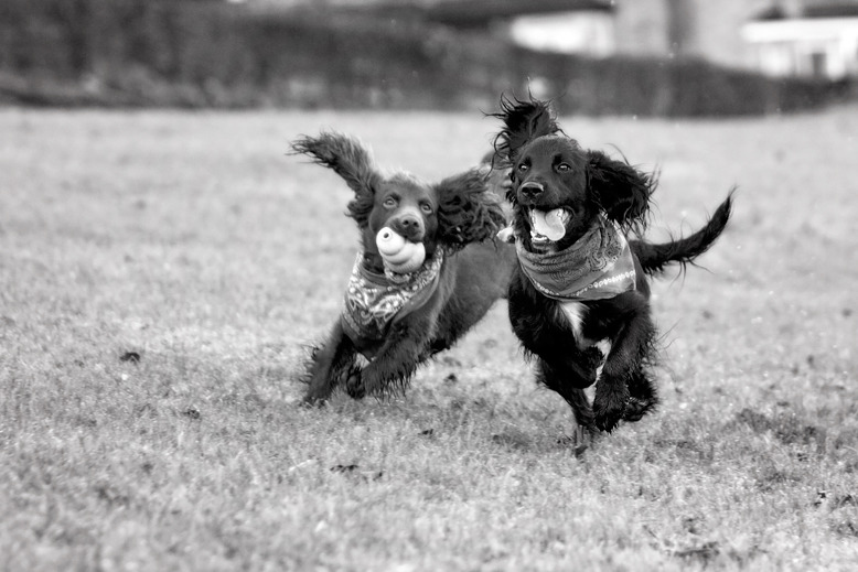 Working Cocker Spaniels | Dog Photography | Lewes