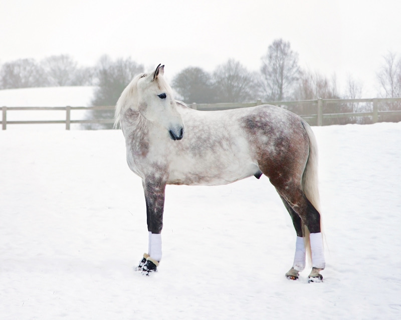 Horse Portrait Photography | East & West Sussex | Rachael Edwards