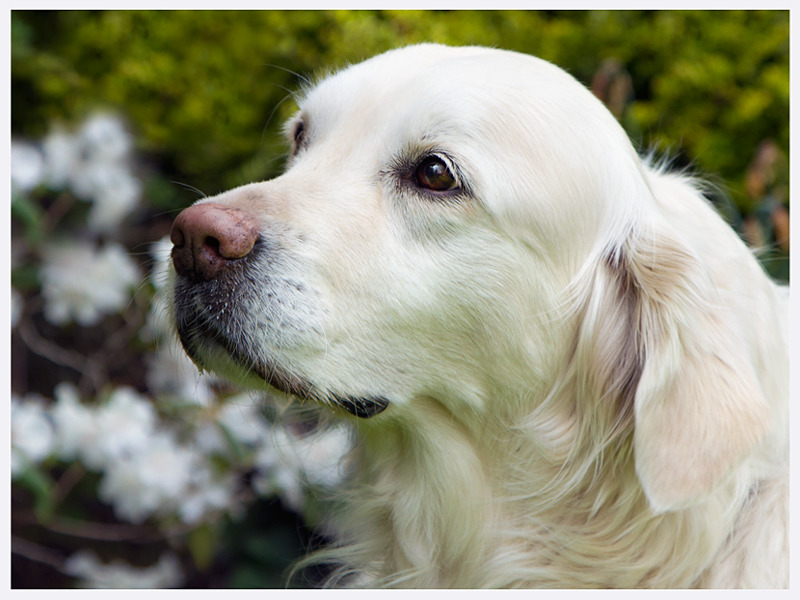 Stunning Canine Photography | East & West Sussex | Rachael Edwards