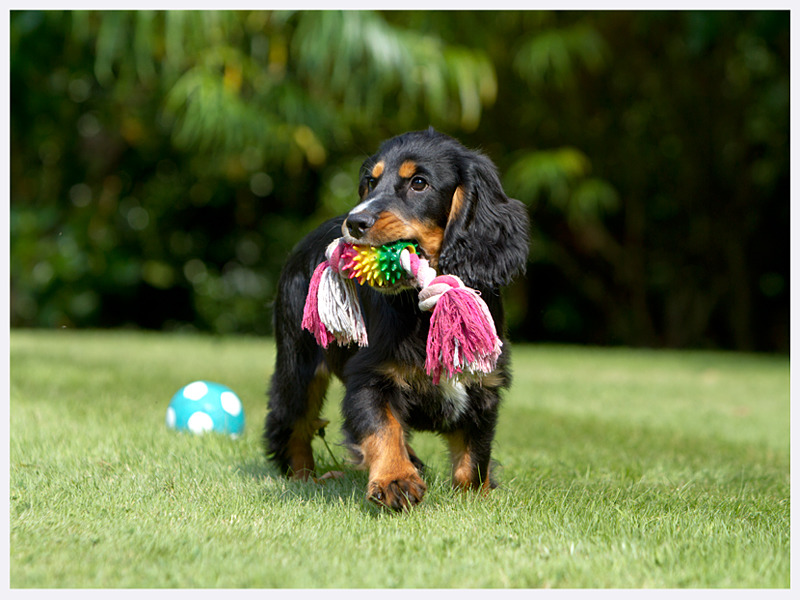 Cute Cocker Spaniel Puppy | Dog Photography | East & West Sussex