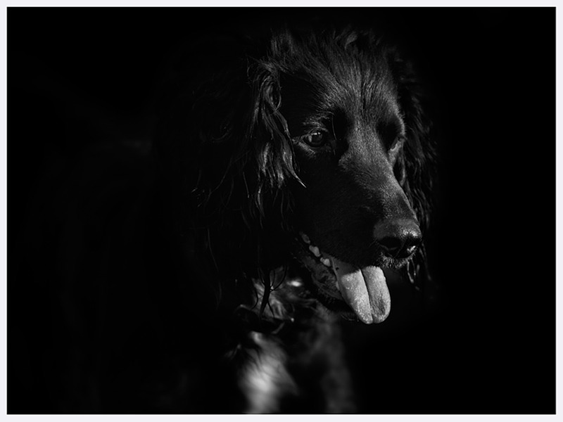 Classic Dog Photography | Fine Art Photography | Rachael Edwards