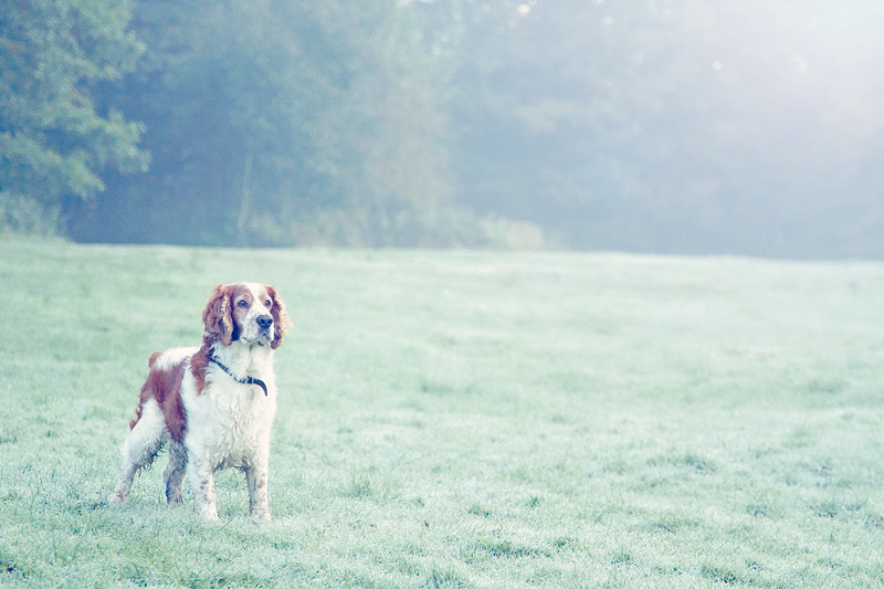 Welsh Springer Spaniel | Pet Photography | Sussex