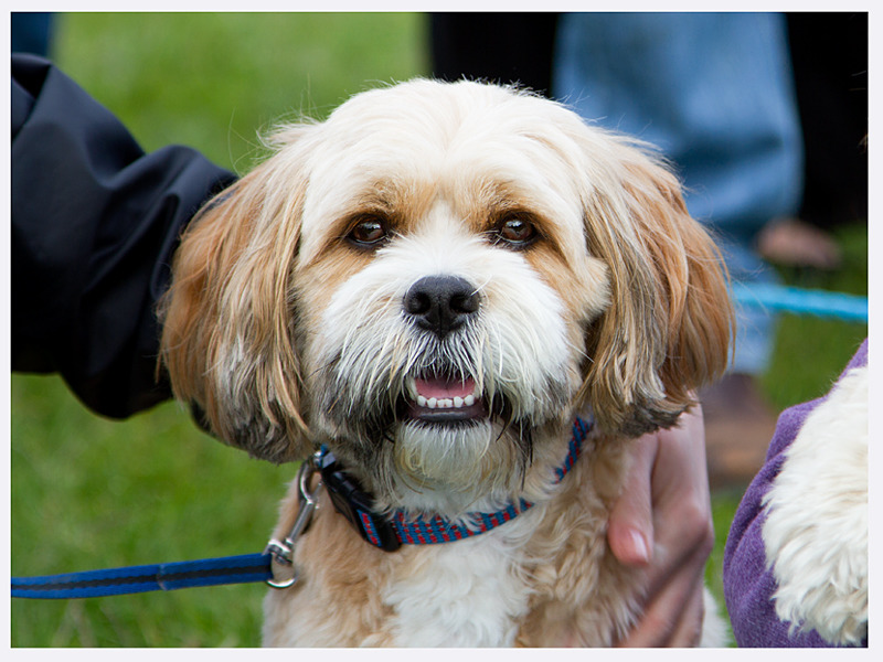 Natural Dog Photography | Sussex | North England | Rachael Edwards