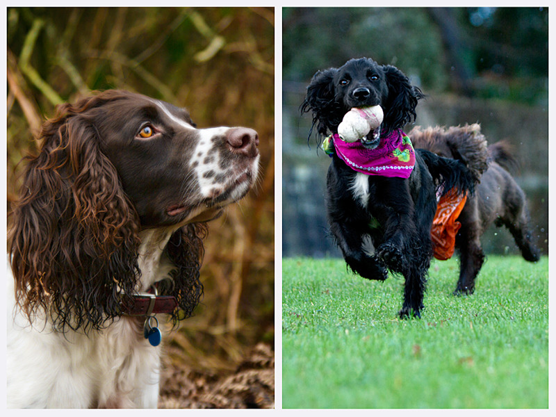 Action Dog Photography | Sussex | Rachael Edwards Photography