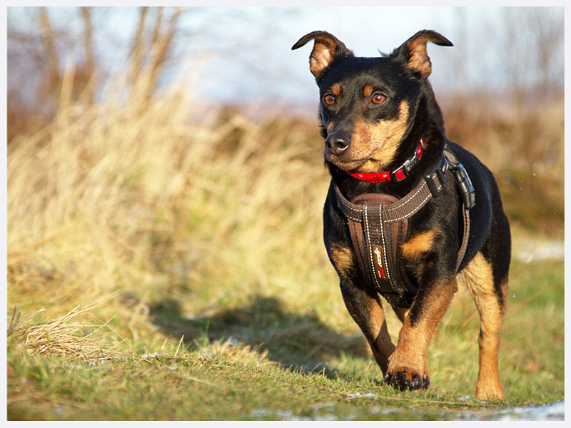 Stunning Canine Photography | Southern England | Rachael Edwards