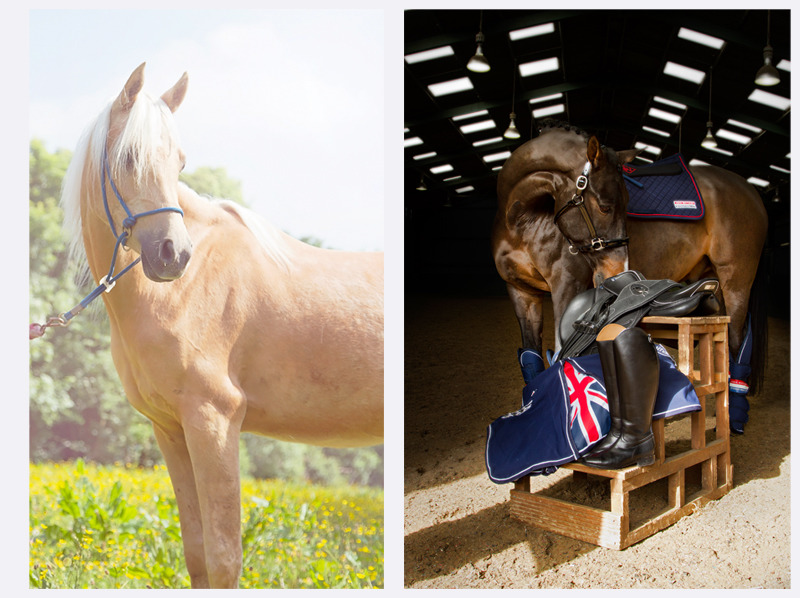 Horse Photographer | Sussex | Rachael Edwards Photography