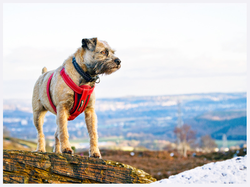 Border Terrier | Dog Photography Sussex | Rachael Edwards