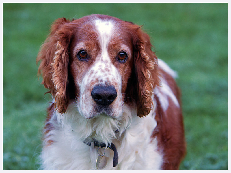 Welsh Springer Spaniel | Dog Photographer Sussex | Rachael Edwards