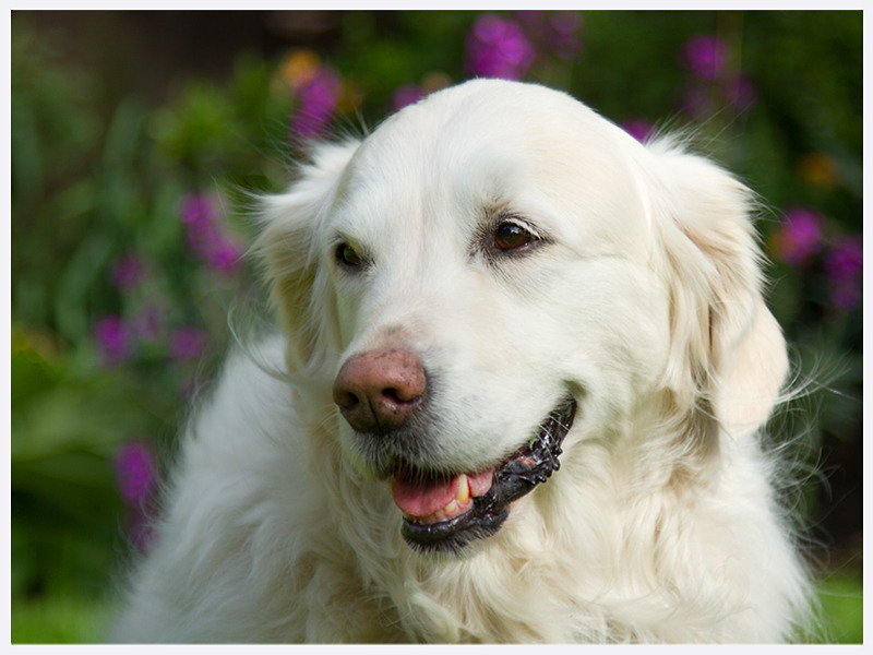 Golden Retriever | Classic Dog Photographs | East & West Sussex