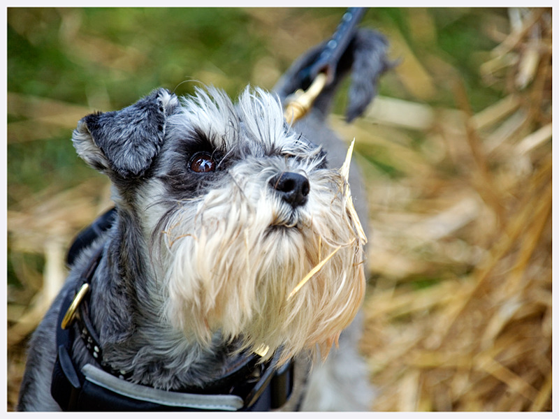 Pet Photography | East & West Sussex | Rachael Edwards