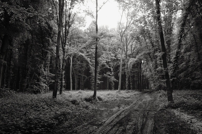 The Main Ride, Mametz Wood, Somme by Toby Webster