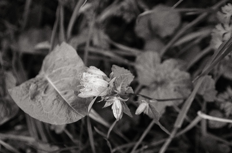  - The Somme