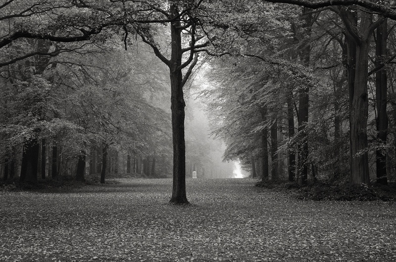 Delville Wood, Somme by Toby Webster