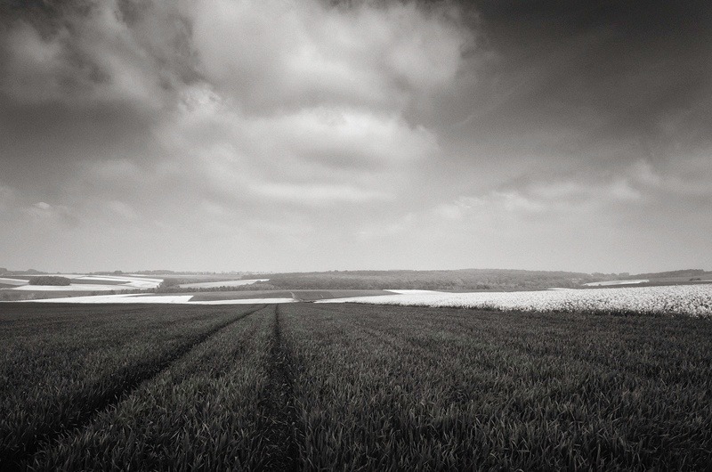 Mametz Wood, Somme, by Toby Webster