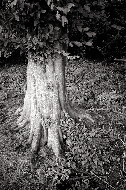 - The Somme