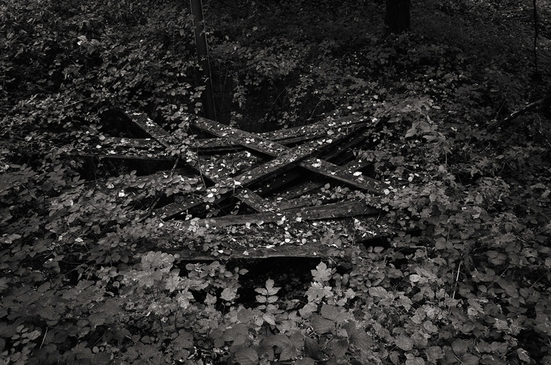 Trones Wood, Somme by Toby Webster