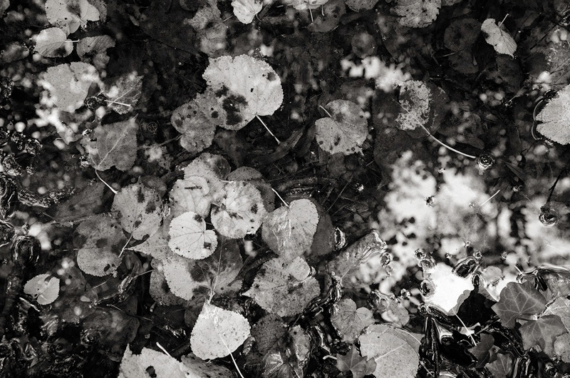 Ancre Marshes Somme, by Toby Webster
