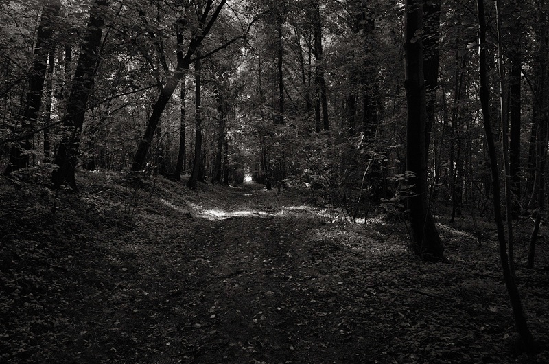 Trones Wood, Somme, by Toby Webster