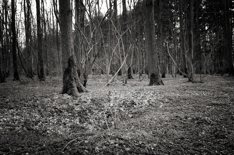 Trones Wood, Somme by Toby Webster