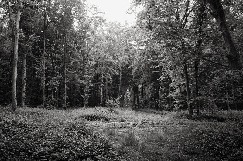 Mametz Wood Somme by Toby Webster