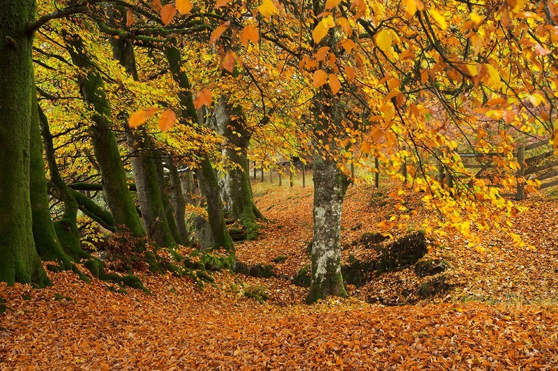 Robber's Bridge Valley - Exmoor