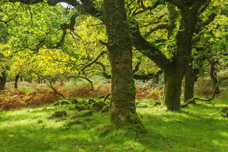 Bagworthy Wood - Exmoor
