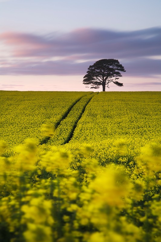 Merton Rapeseed - Devon Landscapes