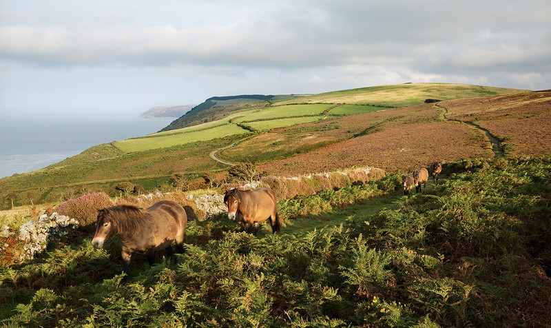 Exmoor Ponies - Exmoor