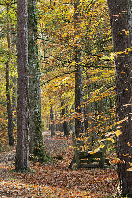 Tarka Trail Meeth - Devon Landscapes