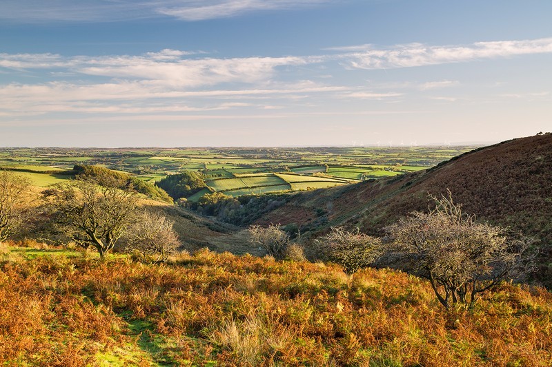 Molland Common - Exmoor