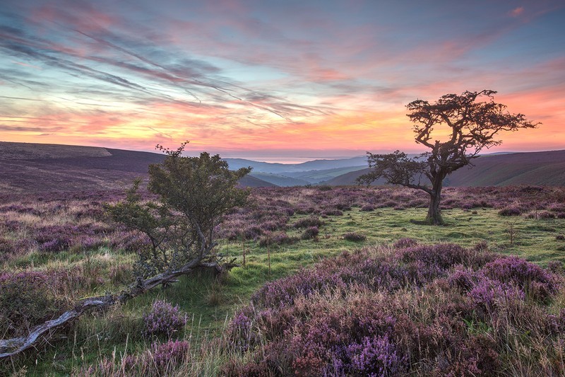 Porlock Common - Exmoor