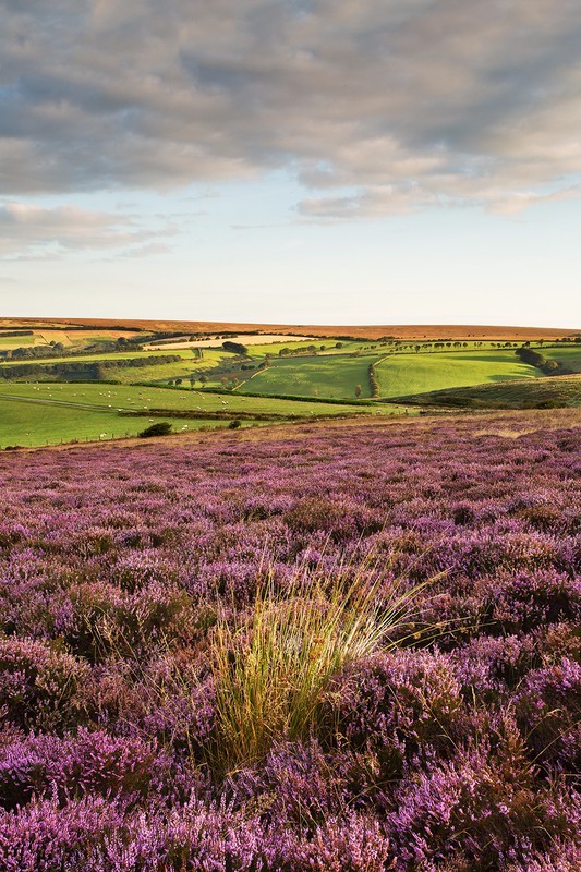 North Molton Ridge Heather - Exmoor