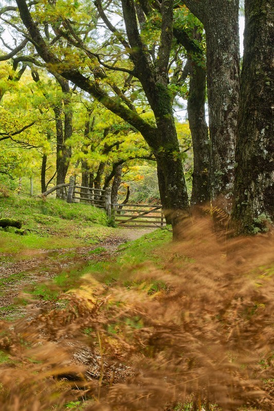 Bagworthy Wood 2 - Exmoor