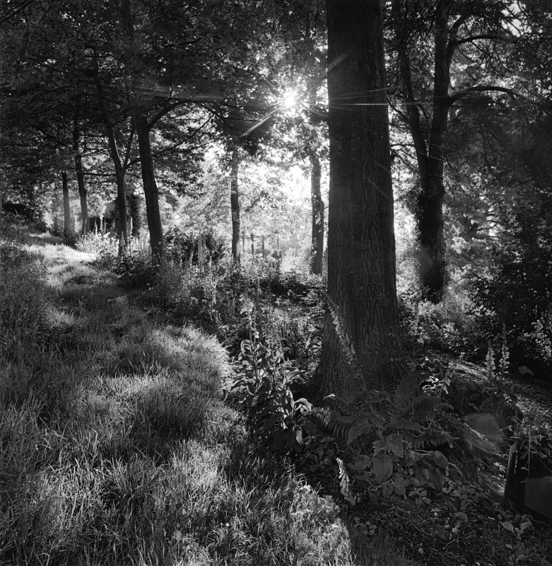  - Gardens at The Old Rectory, Netherbury