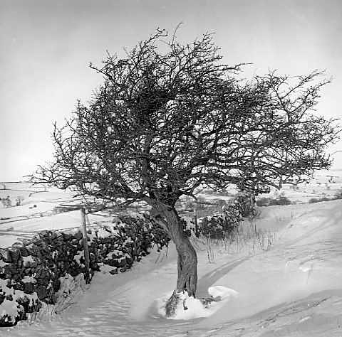 Hawthorn at Stanshope, Derbyshire - Trees in Winter