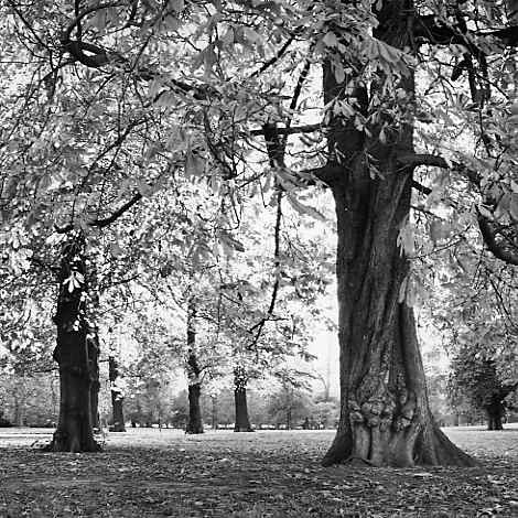  - Trees of character