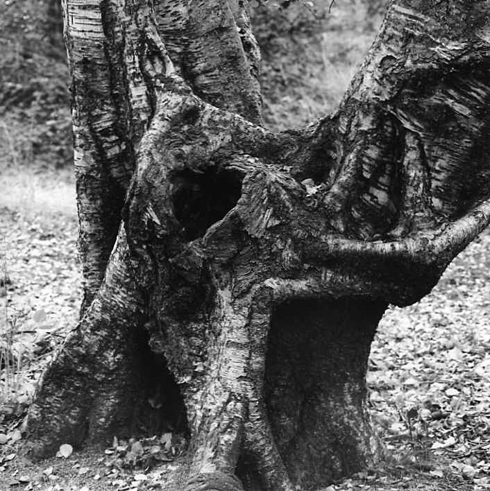 - Trees of character