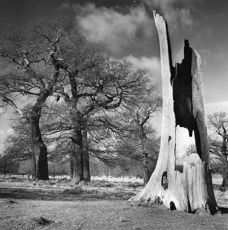  - Trees of character
