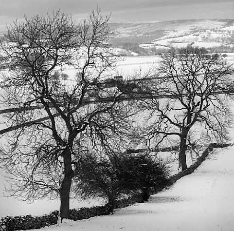 Monyash, Derbyshire - Trees in Winter
