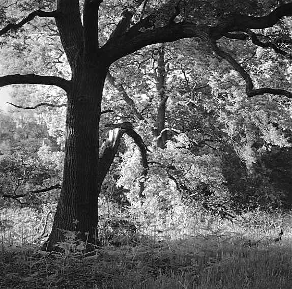  - Trees in morning light