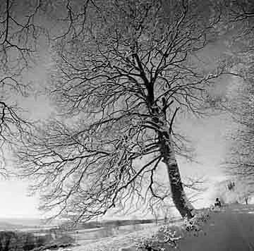  - Trees in Winter