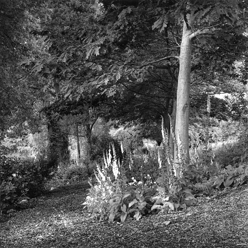  - Gardens at The Old Rectory, Netherbury